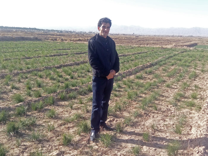 خرید زعفران