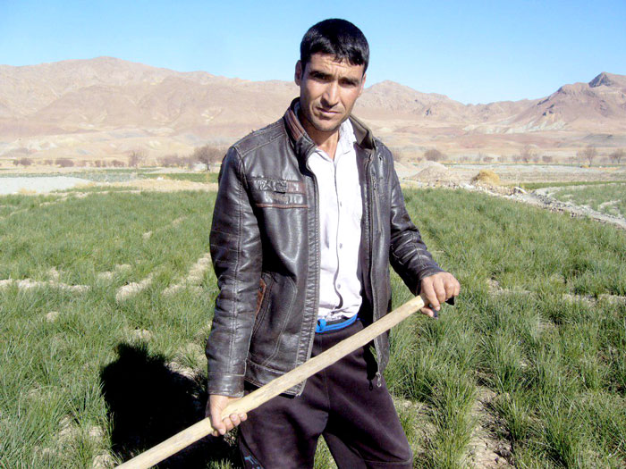 خرید زعفران از کشاورز