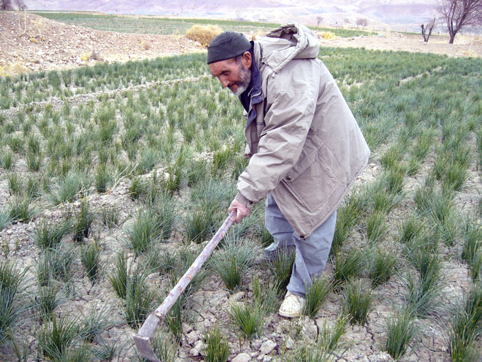 خرید زعفران کشاورز