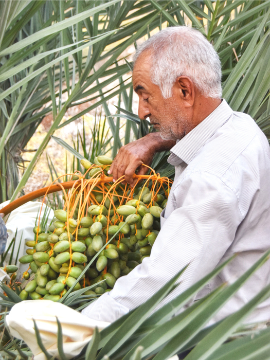 خرمای کشمون