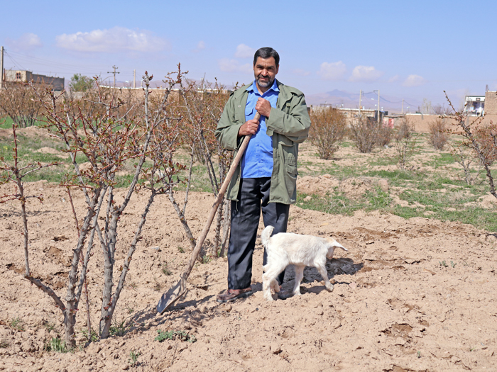 کشاورز زرشک