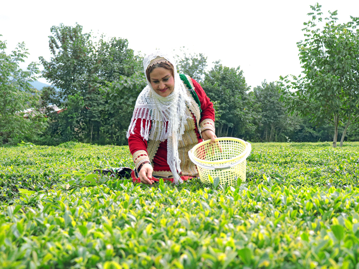 چای اصل ایرانی