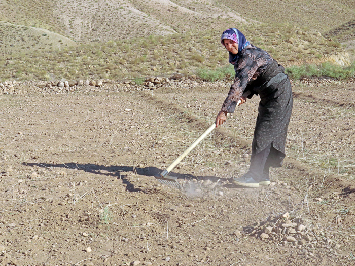 زعفران دست رنج کشاورز