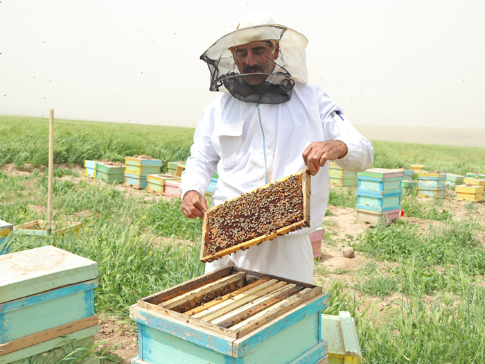 عسل آزمایش شده کشمون