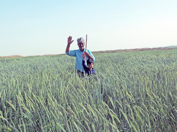 زعفران کشمون