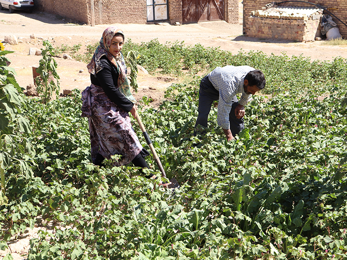 زعفران کشمون