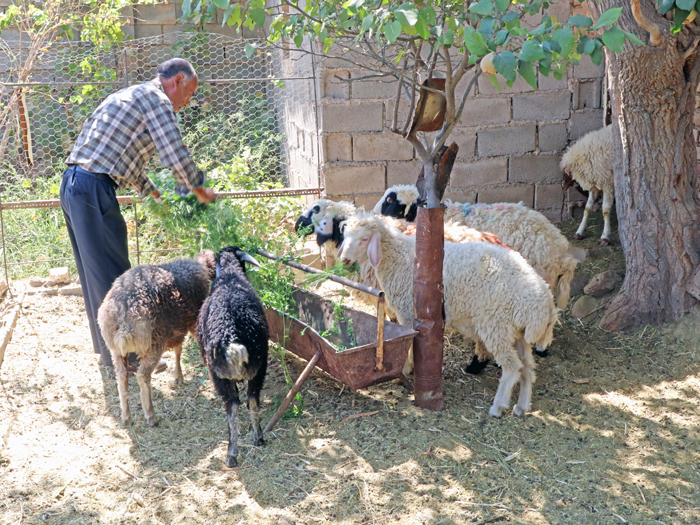 زعفران دست رنج کشاورز