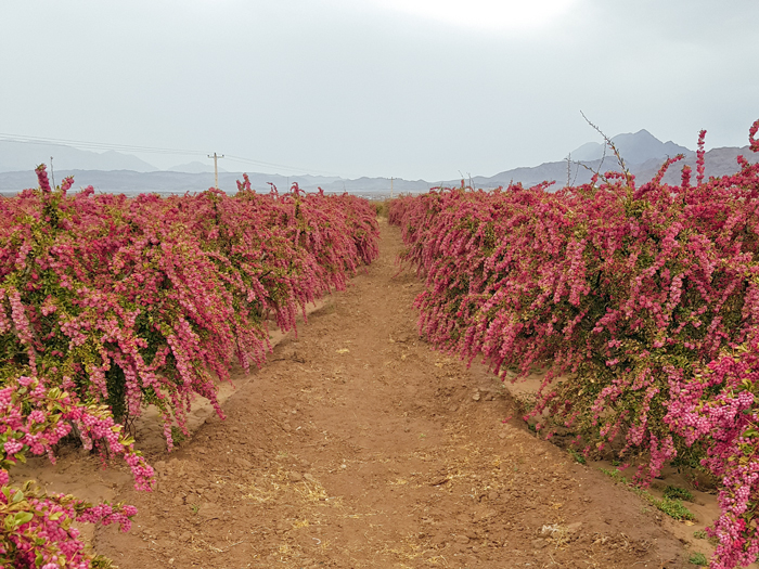 زرشک قائنات