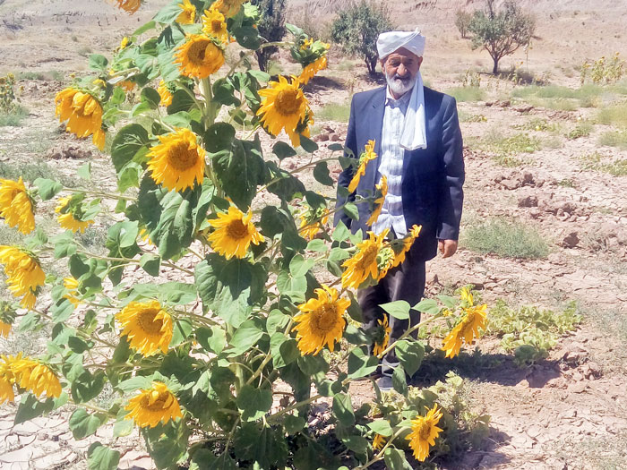 خرید زعفران از کشاورز
