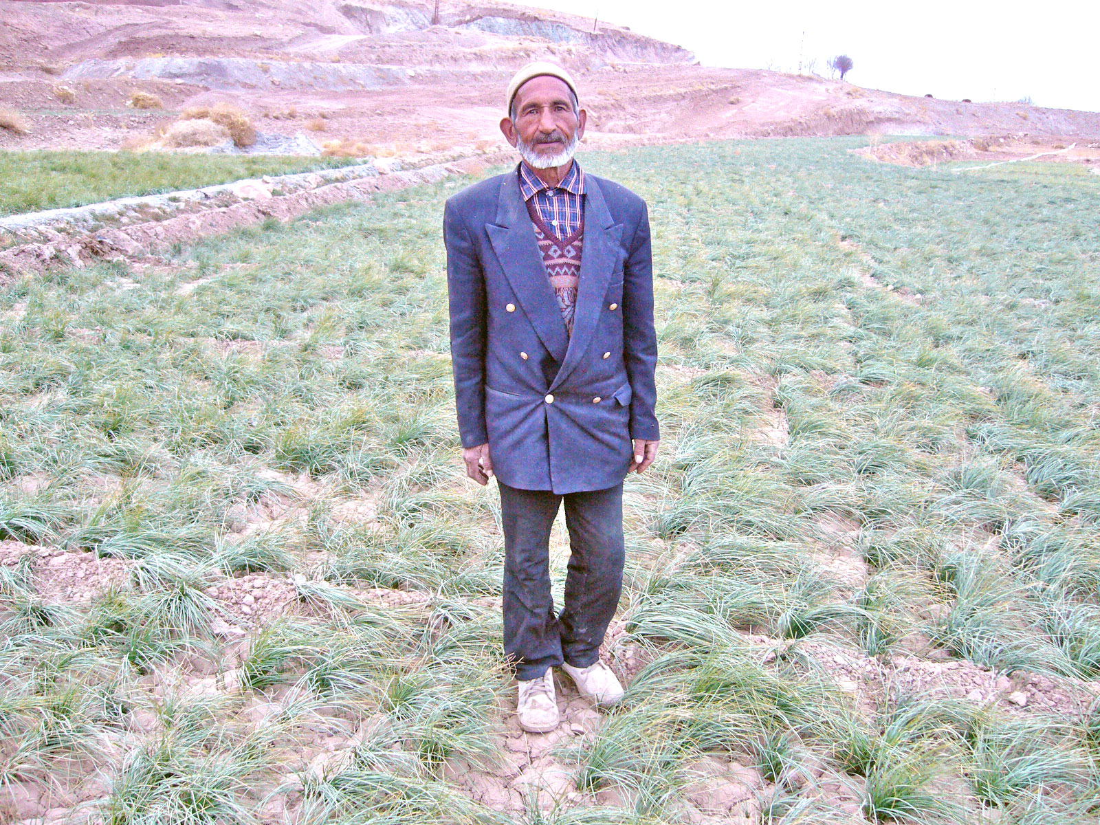 خرید زعفران از کشاورز