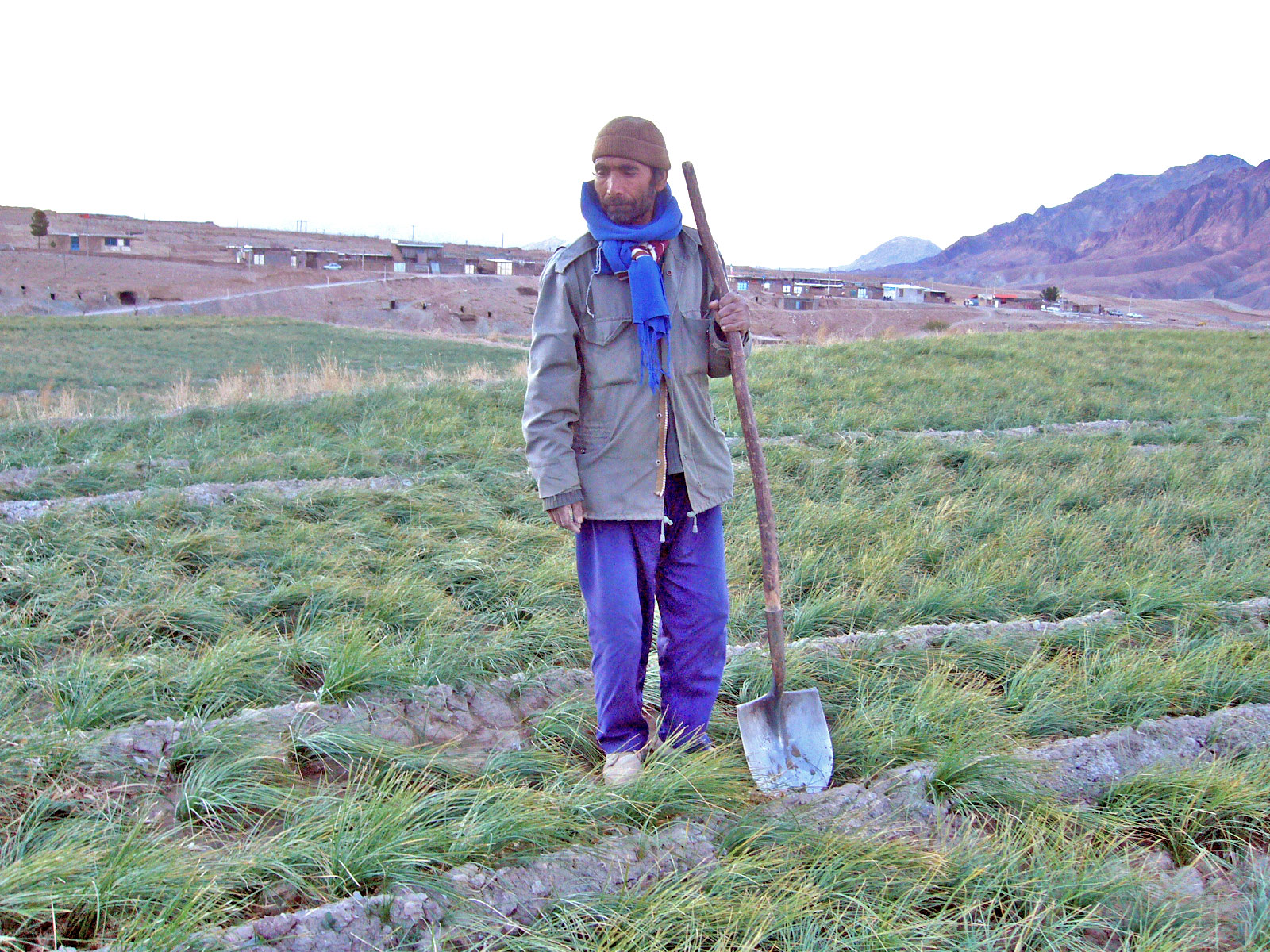 خرید زعفران از کشاورز