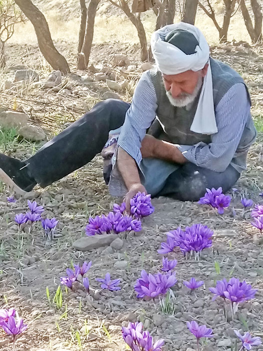 کشاورز زعفران
