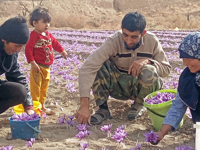 زعفران کشاورز