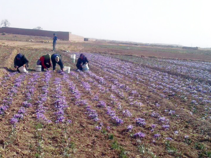 زعفران دست رنج کشاورز