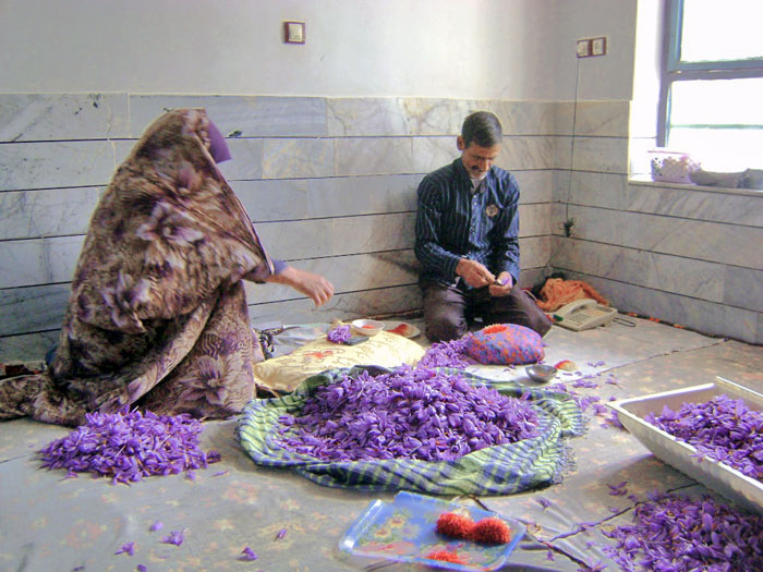 زعفران کشاورز