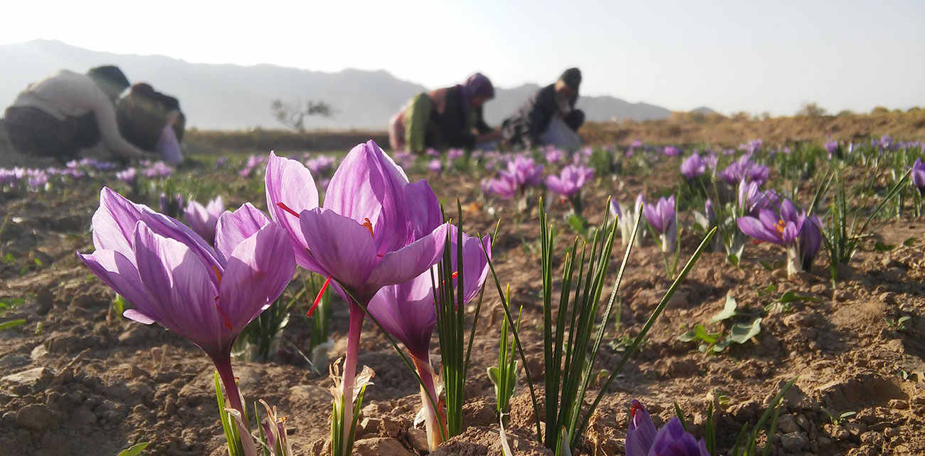 تور برداشت زعفران